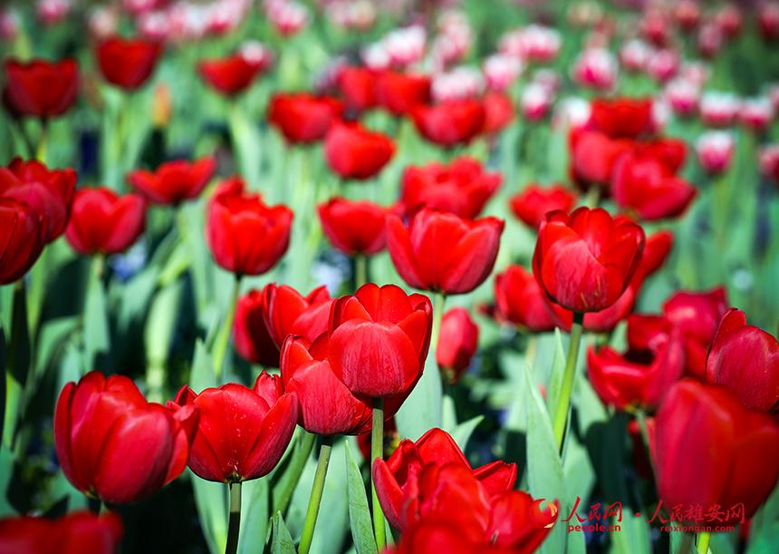 雄安悅?cè)莨珗@郁金香盛放。人民網(wǎng)宋燁文攝
