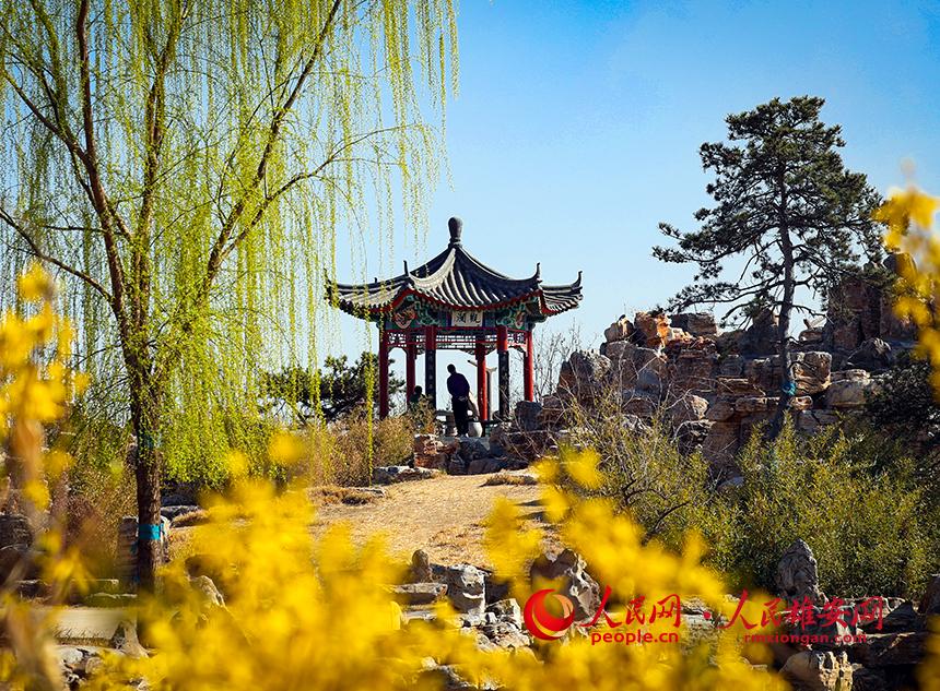 雄安郊野公園內(nèi)迎春花開，柳樹抽芽。人民網(wǎng)宋燁文攝