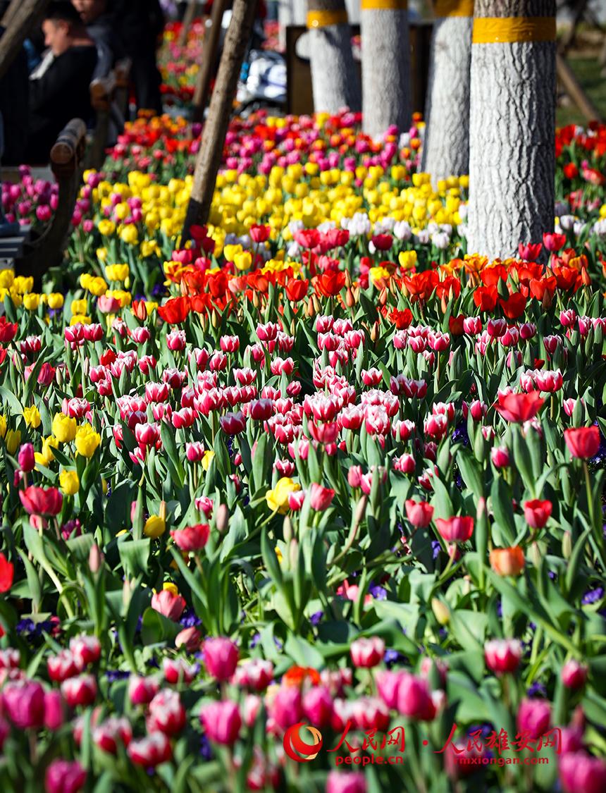 雄安悅?cè)莨珗@郁金香盛放。人民網(wǎng)宋燁文攝