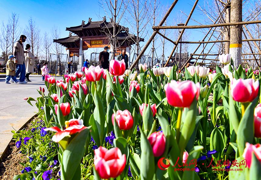 雄安悅?cè)莨珗@郁金香盛放，吸引了眾多游客前來踏青賞花。人民網(wǎng)宋燁文攝