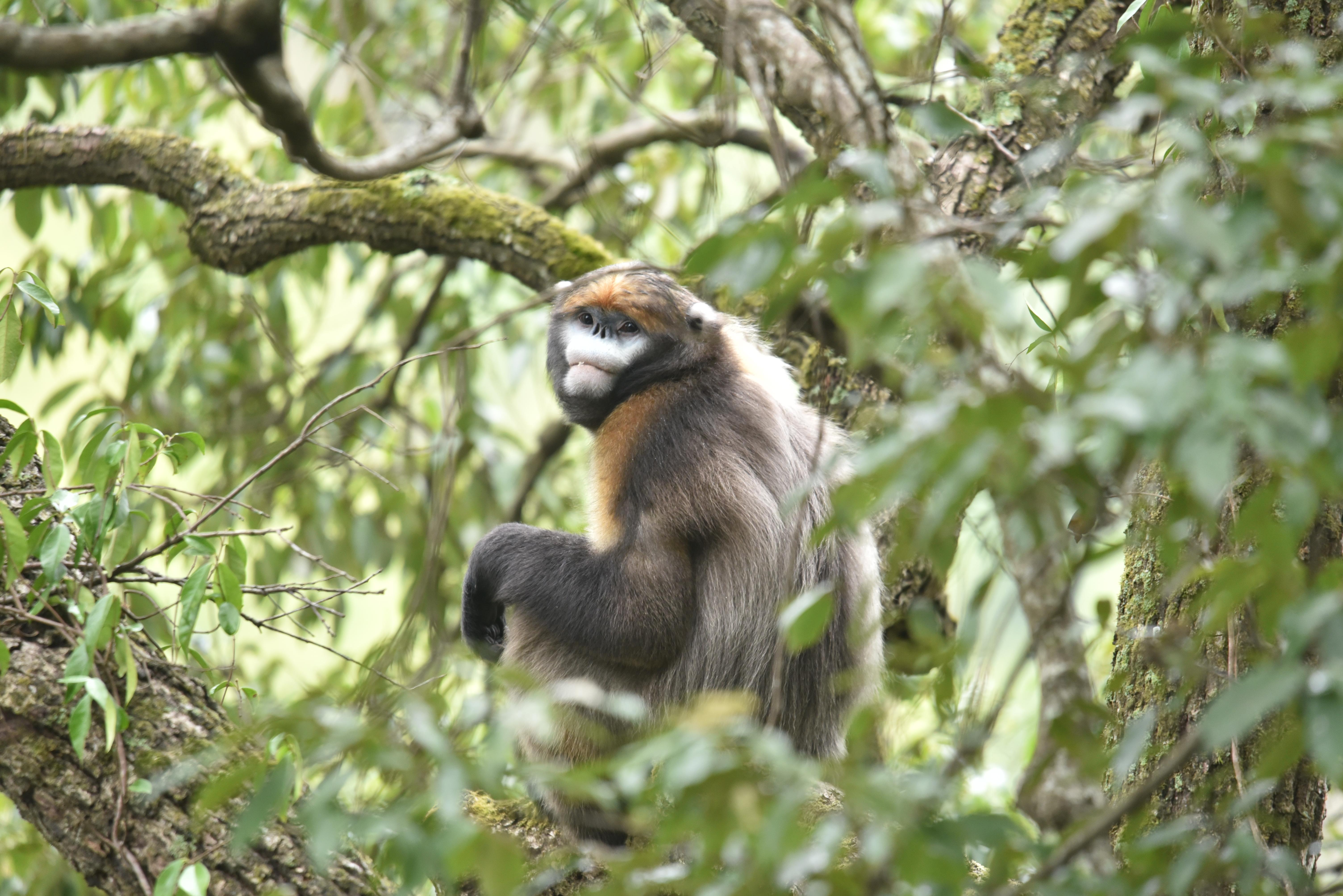 圖2 梵凈山黔金絲猴.jpg