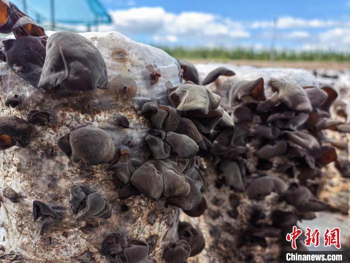 圖為阿榮旗的黑木耳。(資料圖) 謝宏秀供圖