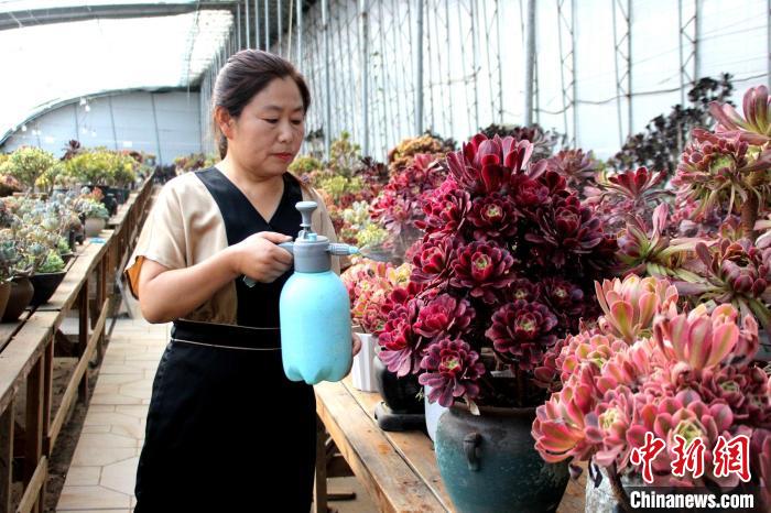 郭雪蘋(píng)對(duì)多肉進(jìn)行日常管護(hù)?！≈苡?攝